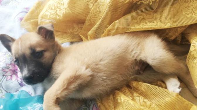 İki yavru köpek aynı evde anlaşabilir mi?