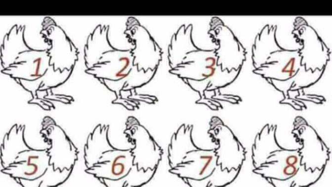 Sizce hangi tavuk farklı 🙄?