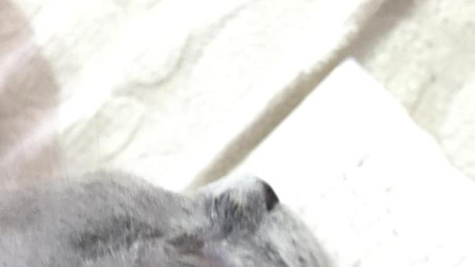 Kedimin gözü akıyor ve göz çevresindeki tüyler dökülüyor :( ?