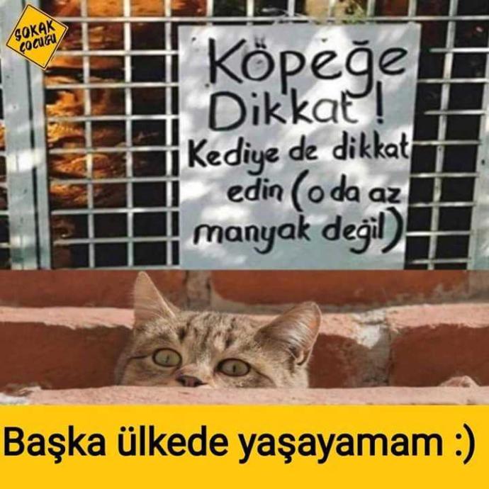Kediden korkan var mı 🤔?