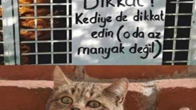 Kediden korkan var mı 🤔?