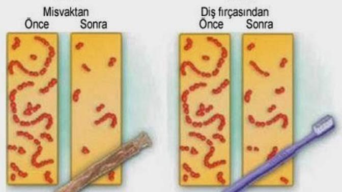 Diş fırçası mı yoksa misvak mı?