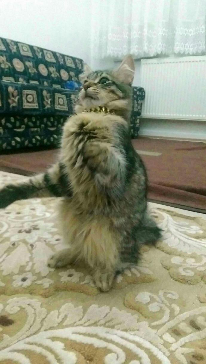 Her gün dışarı da gezip eve gelen kedim bugün gelmedi?