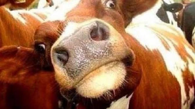 Sızın aklınıza ne gelıyor pekı😊😊?