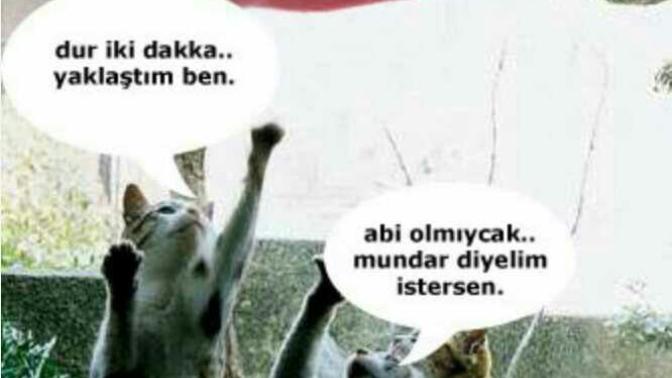 Bir ata sözü derki; "Kedi Uzanamadığı Ciğere Mundar Dermiş." Peki ya siz ulaşamadıklarınıza ne diyorsunuz?