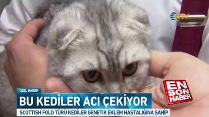 Scottish Fold Kedilerinin Üretimleri Durdurulmalı! Bu hayvancıkların para için acı çekmesine göz mü yumalım?