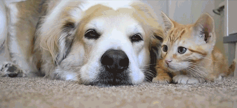 Aşk ilişkilerinizde kedi köpek gibi misiniz?