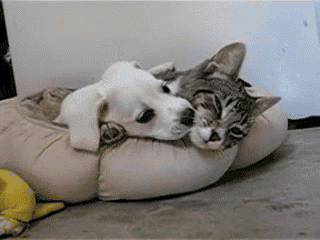 Aşk ilişkilerinizde kedi köpek gibi misiniz?