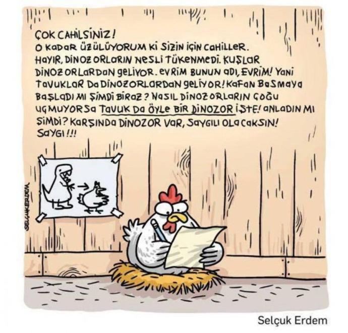 Tavuk bir kuş olmasına rağmen , kanatları olmasına rağmen, neden uçamıyor?