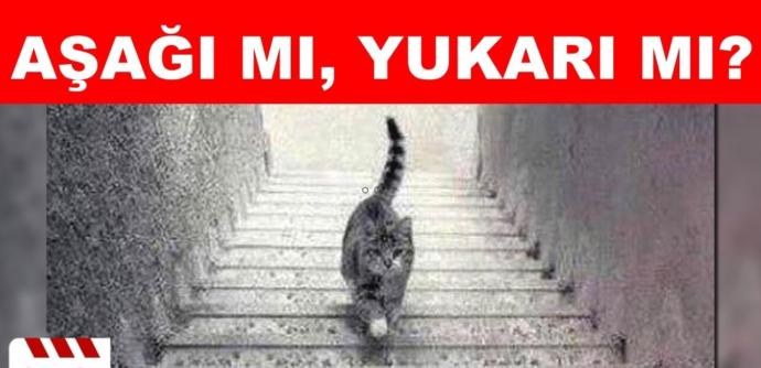 Hiç kimse bilemiyor kedi merdivenden aşağı mı iniyor yoksa merdivenden yukarı mı çıkıyor?