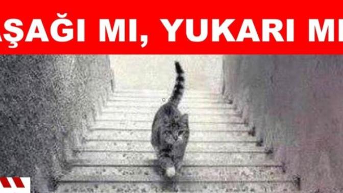 Hiç kimse bilemiyor kedi merdivenden aşağı mı iniyor yoksa merdivenden yukarı mı çıkıyor?