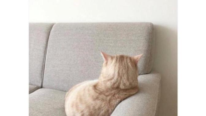Size küsen sevgilinizin gönlünü almak için çabalar mısınız?