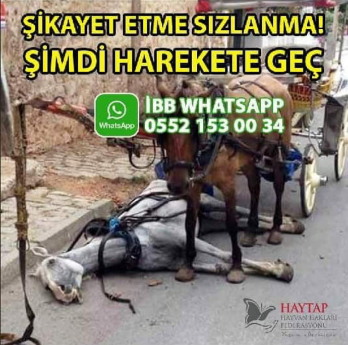 Sizce fayton, atlara eziyet midir?
