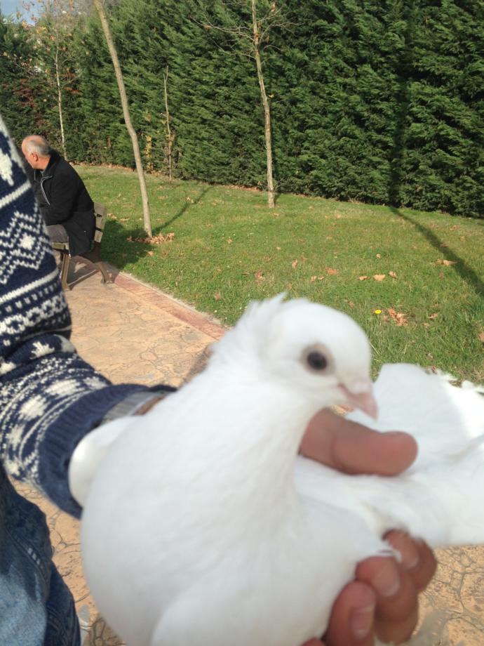 Muhabbet kuşum az yem yiyor. Çok zayıfladı. Kuşun iştahını nasıl arttırabilirim?