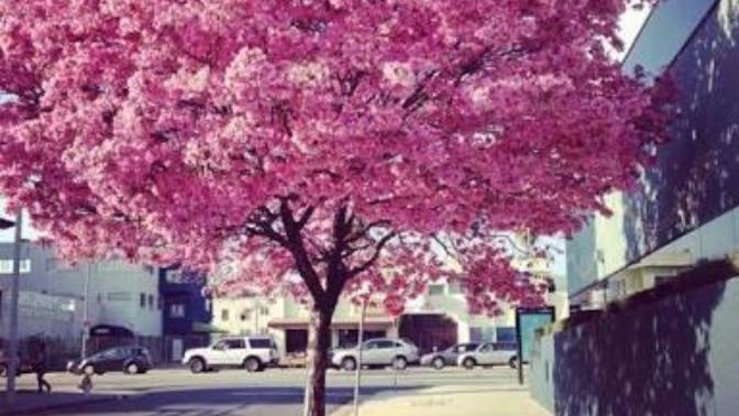 Rüyada sakura ağacı görmek ne demek oluyor 😂?
