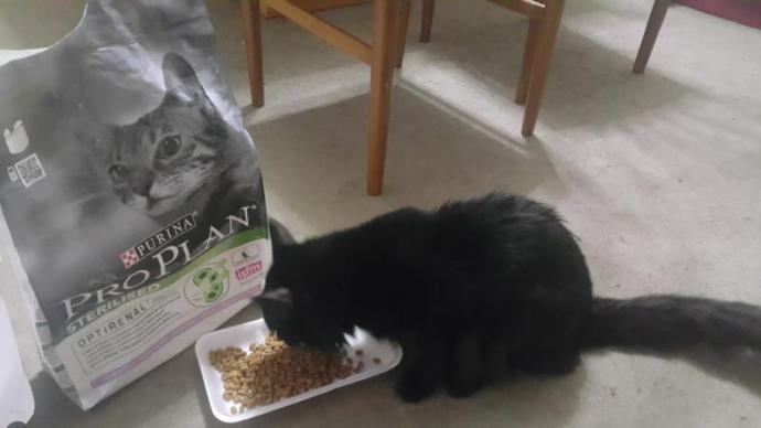 en kaliteli kedi maması