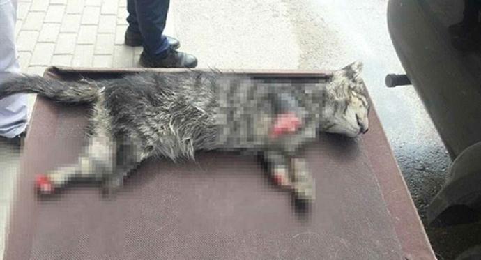 4 ayağı kesilmiş yavru kedi bulundu! Bu şiddet ne zaman bitecek?