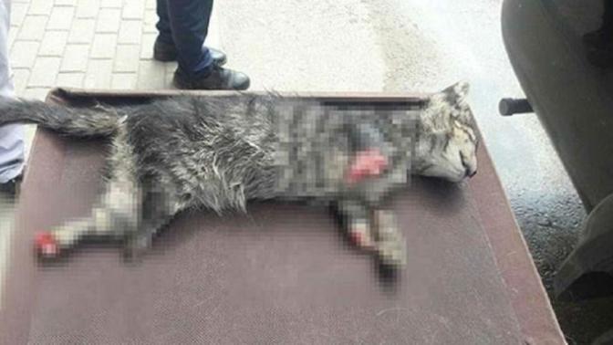 4 ayağı kesilmiş yavru kedi bulundu! Bu şiddet ne zaman bitecek?