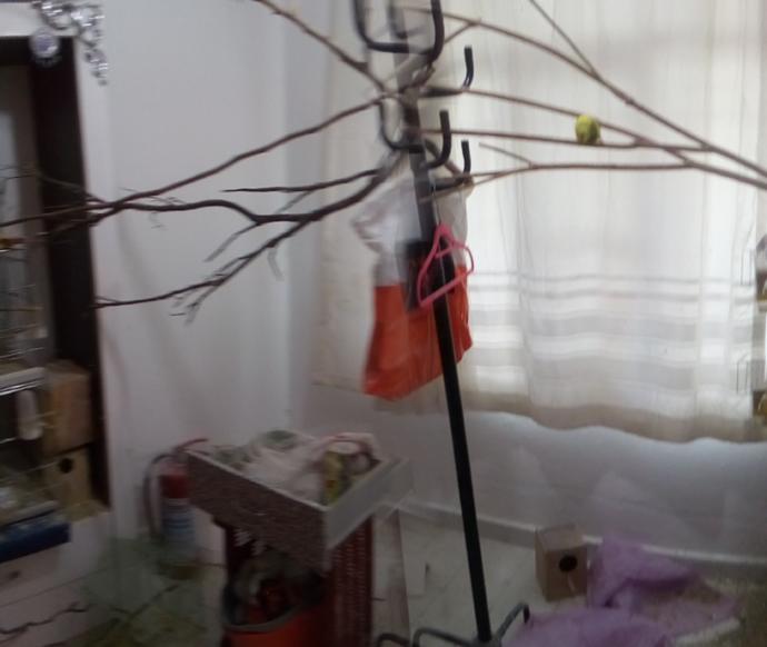 Muhabbet kuşum çok durgun ne yapabilirim?