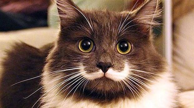 kedi nasıl kilo alır?