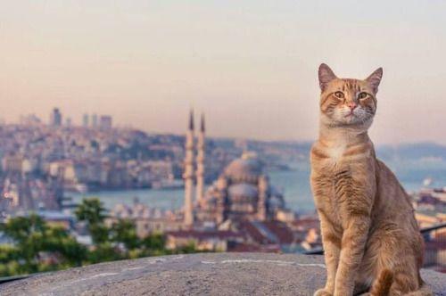 Kedinin ciğere baktığı gibi bakıp imrendiğiniz, keşke benim olsa dediğiniz şeyler neler?