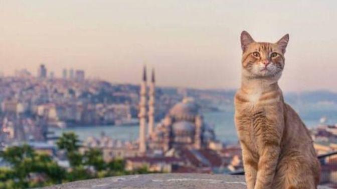 Kedinin ciğere baktığı gibi bakıp imrendiğiniz, keşke benim olsa dediğiniz şeyler neler?