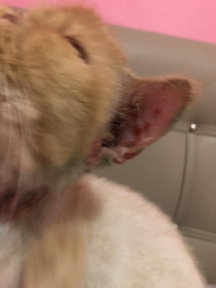 Kediler kedi hastalıkları hakkkında bileğisin olanlar lütfen çok çaresizim?