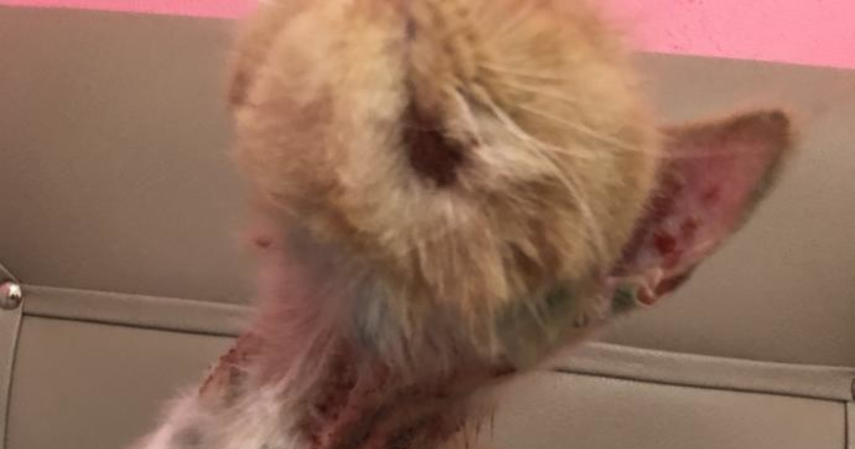 Kediler kedi hastalıkları hakkkında bileğisin olanlar lütfen çok