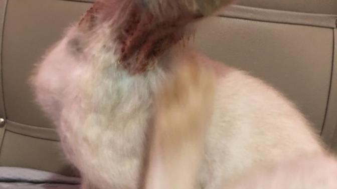 Kediler kedi hastalıkları hakkkında bileğisin olanlar lütfen çok çaresizim?