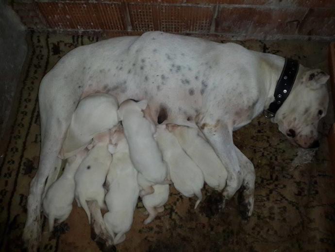 Dede oldum Kardeşlerim... Siz Dedelik hissi nasıl bir duygu bilirmisiniz?