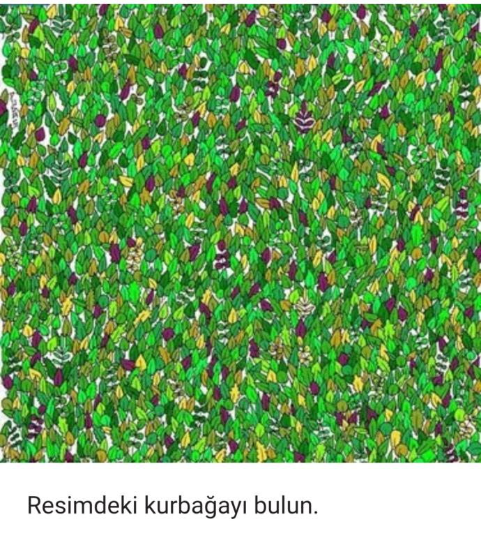 Kurbağa nerede sizce?