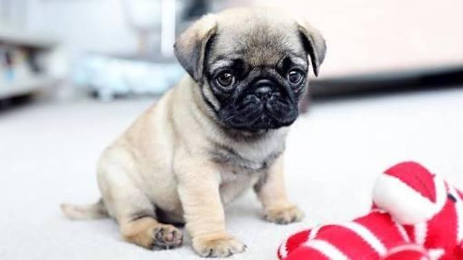 Pug yavrusu arıyorum ?