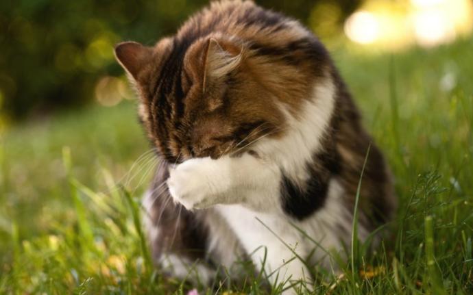 kedi öksürmesi