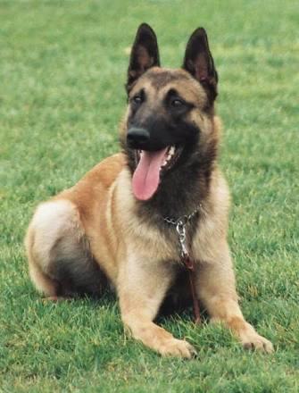 Sibirya kurdu mu Belçika kurdu mu köpekler hakkında bilgisi olan?