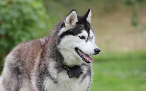 Sibirya kurdu mu Belçika kurdu mu köpekler hakkında bilgisi olan?