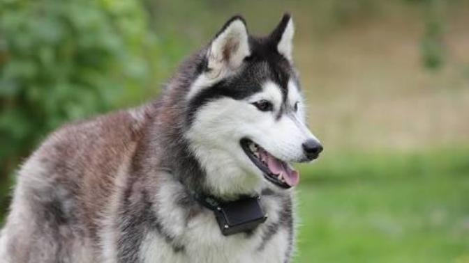 Sibirya kurdu mu Belçika kurdu mu köpekler hakkında bilgisi olan?