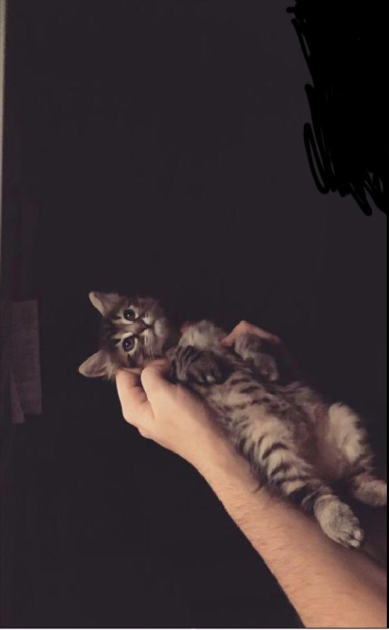 Yeni doğmuş minik kediler sizce çok tatlı mı?