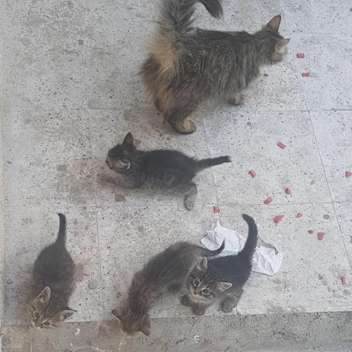 Kediler ve ünlülerinden sizin favoriniz hangisi?