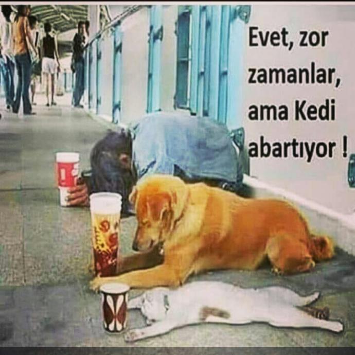 Kedi abartiyor mu sizce?