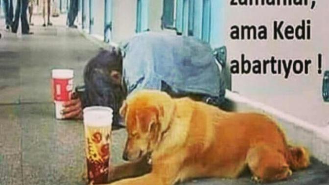 Kedi abartiyor mu sizce?