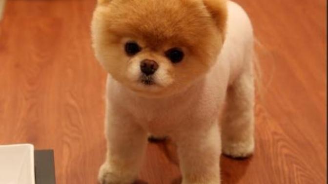 Acilll (+1veririm yeter ki yardim edinin) Golden mi pomeranian boo kopek mi?