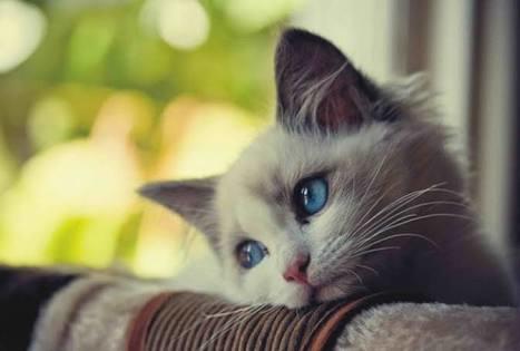 Eşinizle kavga ettikten sonra eşiniz kedi yavrusu gibi baksa, acıyıp buzları eritip tekrar koynunuza alır mısınız?