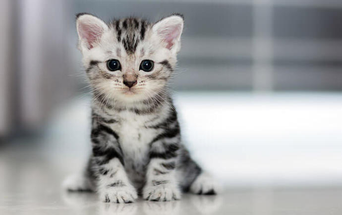 Kedi maması alırken nelere dikkat etmeliyim?