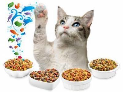 Kedi maması alırken nelere dikkat etmeliyim?