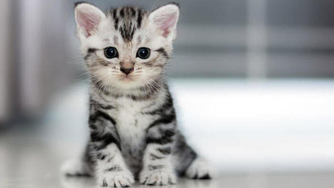 Kedi maması alırken nelere dikkat etmeliyim?