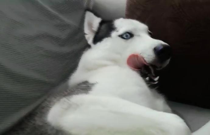 Leo xd