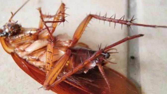 Böcek dışında öldürdüğünüze pişman olduğunuz bir hayvan var mı?
