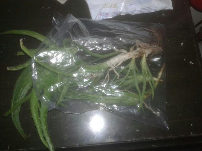 Aloe vera bitkisi nasıl yetiştirilir bilgisi olan yazabilir mi?