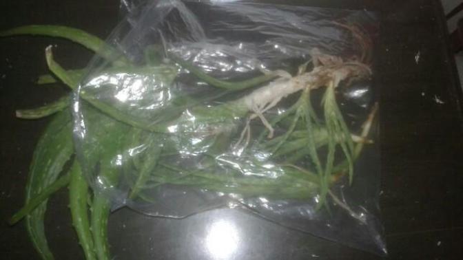 Aloe vera bitkisi nasıl yetiştirilir bilgisi olan yazabilir mi?