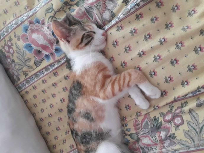 Kedim ölü gibi uyuyor ne yapmalıyım?